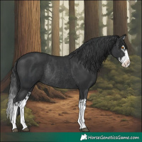 Horse Color:Black Splash Rabicano  and Black Splash Rabicano 