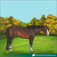 Horse Color:Black Splash Rabicano and Bay Splash Rabicano