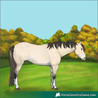Horse Color:White Spotted Buckskin Dun Rabicano and Buckskin Roan Dun Rabicano
