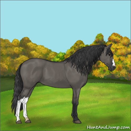 Horse Color:Grullo 