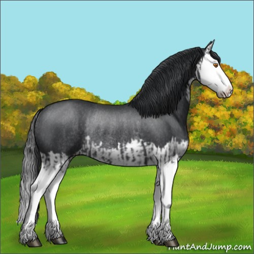 Horse Color:Black Splash Rabicano  and Black Splash Rabicano 