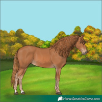 Horse Color:Chestnut 
