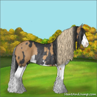 Horse Color:Black Splash Rabicano  and Chestnut Splash Rabicano 