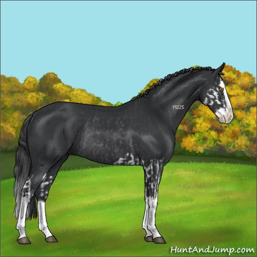 Horse Color:Black Splash Rabicano and Black Splash Rabicano
