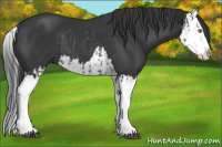 Horse Color:Black Splash Rabicano  and Black Splash 