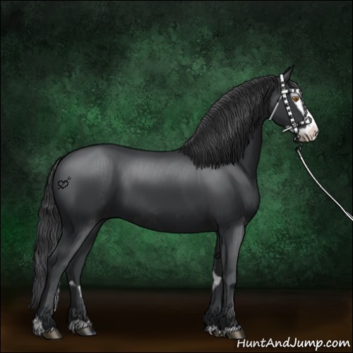 Horse Color:Black Splash Rabicano and Black Splash Rabicano
