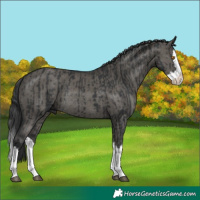 Horse Color:Black Splash Rabicano and Grullo Splash Rabicano