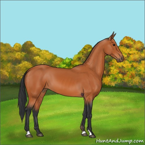 Horse Color:Bay 