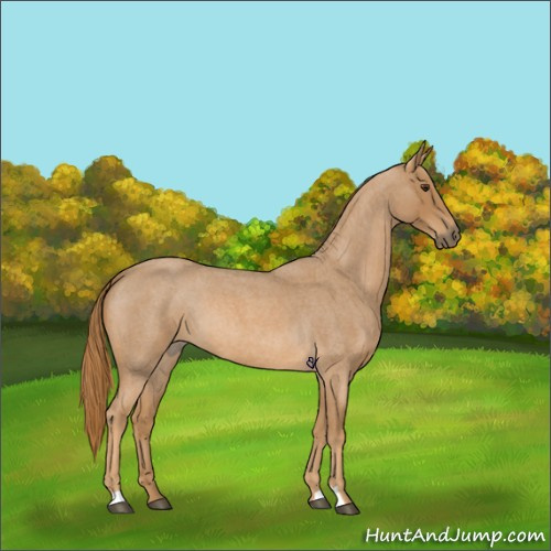 Horse Color:Red Roan