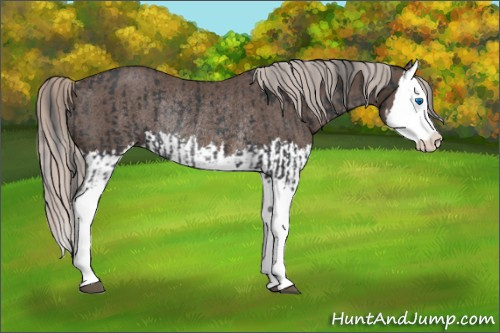 Horse Color:Black Splash Rabicano  and Silver Black Splash Rabicano 