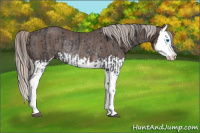 Horse Color:Black Splash Rabicano  and Silver Black Splash Rabicano 