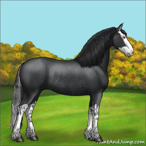 Horse Color:Black Splash Rabicano and Black Splash Rabicano