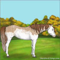 Horse Color:Red Dun Splash and Red Dun Splash