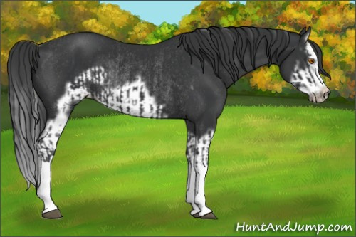 Horse Color:Black Splash Rabicano and Black Splash Frame Rabicano