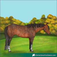 Horse Color:Bay Rabicano  and Bay Rabicano 