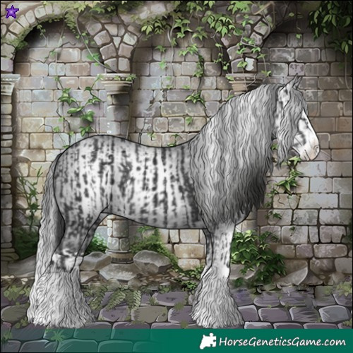 Horse Color:Black Splash Rabicano and Gray Black Splash Rabicano