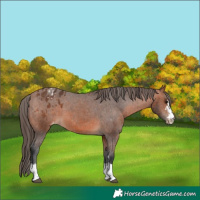 Horse Color:Bay Appaloosa and Bay Appaloosa
