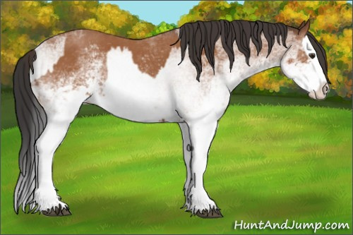 Horse Color:White Spotted Bay Splash and White Spotted Bay Splash