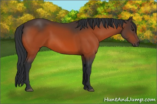 Horse Color:Brown 