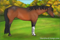Horse Color:Brown 