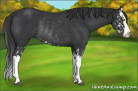 Horse Color:Black Splash Rabicano and Black Splash Rabicano