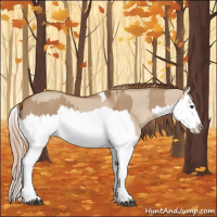 Horse Color:Red Dun Splash  and Red Dun Splash 