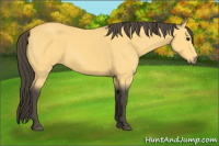 Horse Color:Buckskin 
