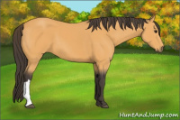 Horse Color:Buckskin 