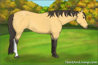 Horse Color:Buckskin 