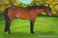 Horse Color:Brown 