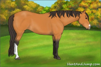 Horse Color:Buckskin 