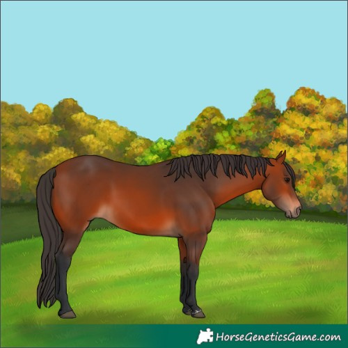 Horse Color:Brown 