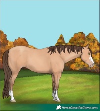 Horse Color:Amber Champagne 