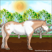 Horse Color:Silver Amber Champagne Frame 
