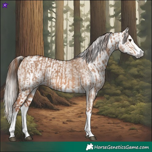 Horse Color:Red Dun Splash and Gray Red Dun Splash