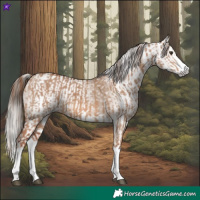 Horse Color:Red Dun Splash  and Gray Red Dun Splash 