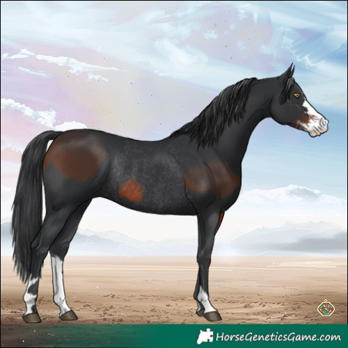 Horse Color:Brown Sabino Rabicano and Black Rabicano