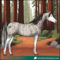 Horse Color:Grullo Splash Rabicano  and Classic Champagne Dun Splash Rabicano 