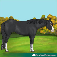 Horse Color:Black Splash Rabicano and Black Splash Rabicano