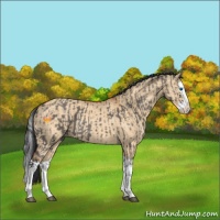 Horse Color:Grullo Splash Rabicano  and Bay Dun Splash Rabicano 