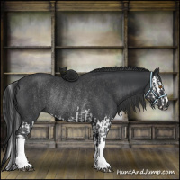 Horse Color:Black Splash Rabicano  and Black Rabicano 