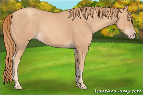 Horse Color:Gold Champagne Rabicano