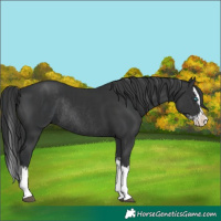 Horse Color:Black Splash Rabicano  and Black Splash Rabicano 