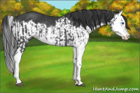 Horse Color:Black Splash Rabicano  and Black Splash Rabicano 