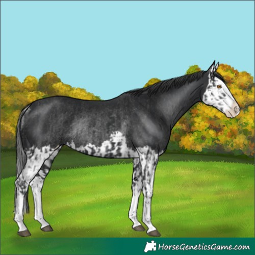Horse Color:Black Splash Rabicano and Black Splash Rabicano
