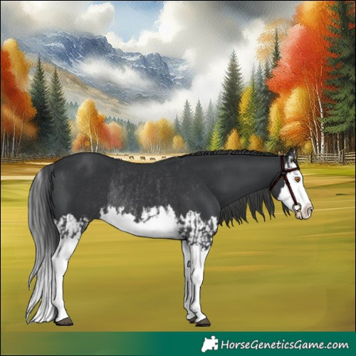Horse Color:Black Splash Rabicano  and Black Splash Rabicano 
