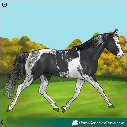 Horse Color:Black Splash Tobiano Rabicano  and Black Splash Tobiano Rabicano 