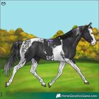 Horse Color:Black Splash Tobiano Rabicano  and Black Splash Tobiano Rabicano 
