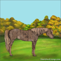 Horse Color:Liver Chestnut  and Liver Red Dun 