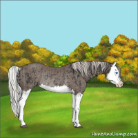Horse Color:Black Splash Rabicano  and Silver Black Splash Rabicano 